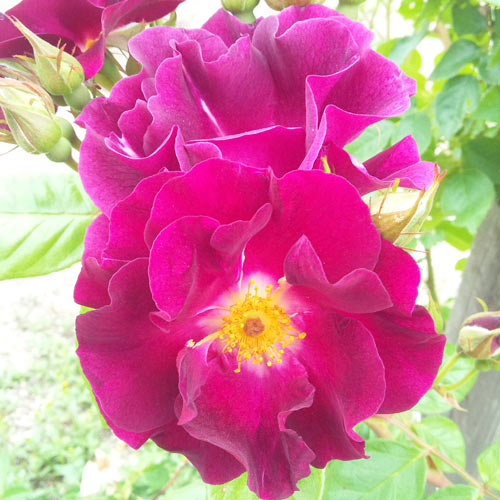 楽天市場】バラ苗 (予約販売) 【ナイトオウル】 2年大株苗 4号鉢