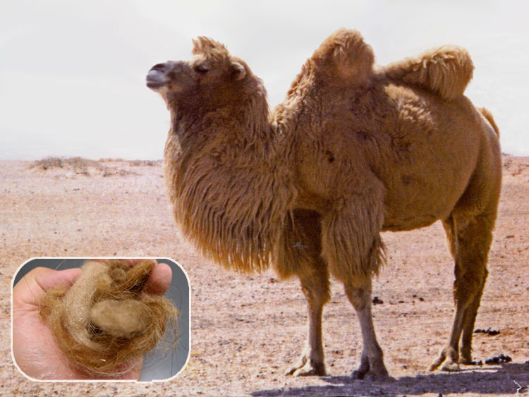 楽天市場】イワタ キャメル 敷きパッド シングル ヘビータイプ 97