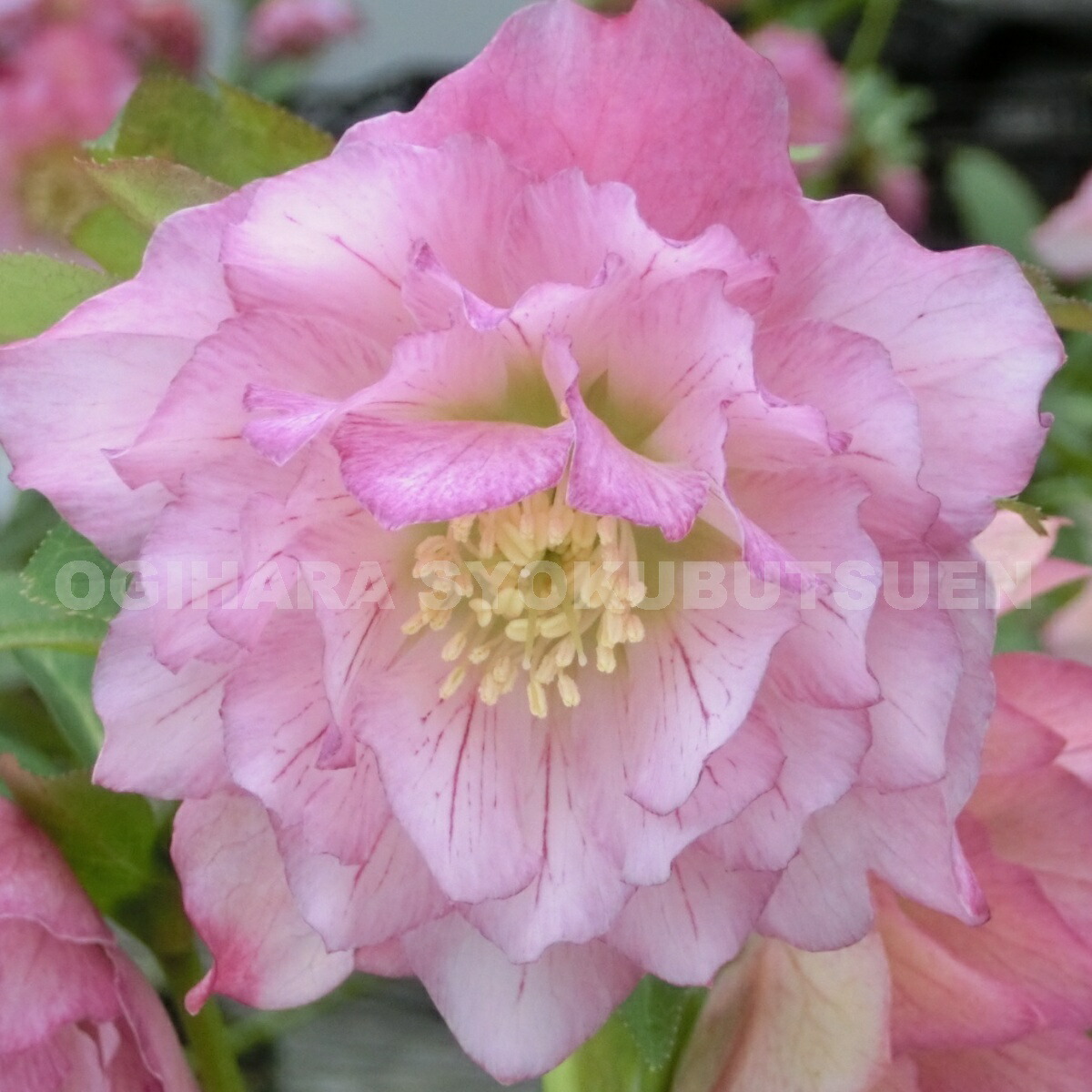 楽天市場】クリスマスローズ '手毬（てまり）'（メリクロン小苗） : お