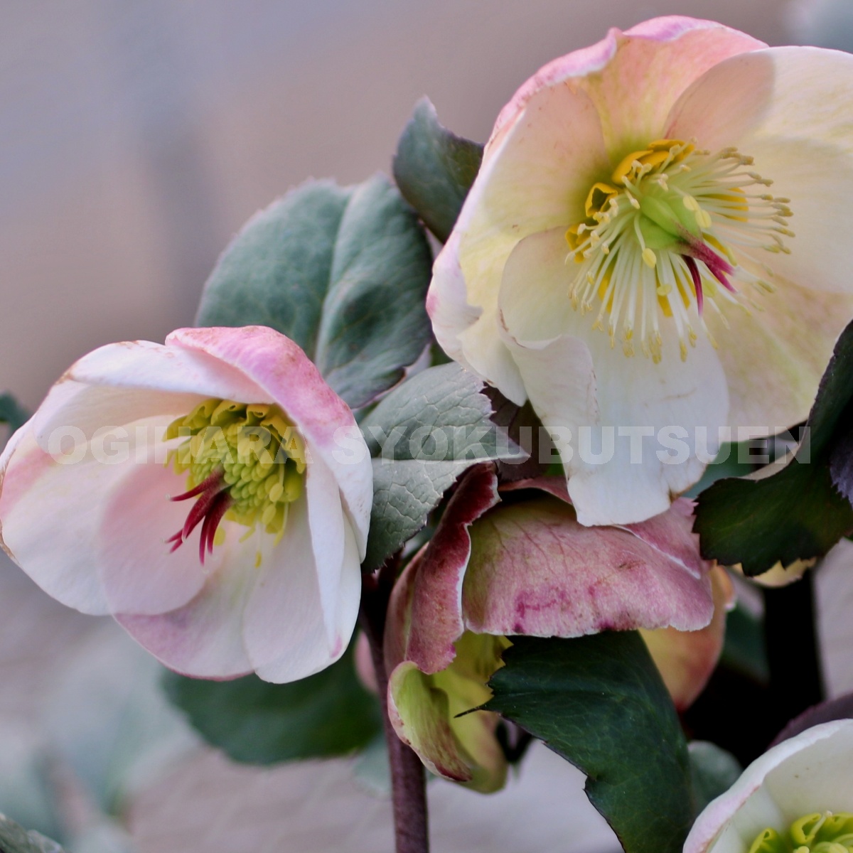 楽天市場】クリスマスローズ 氷の薔薇 ビアンコ 大苗（5号） : お