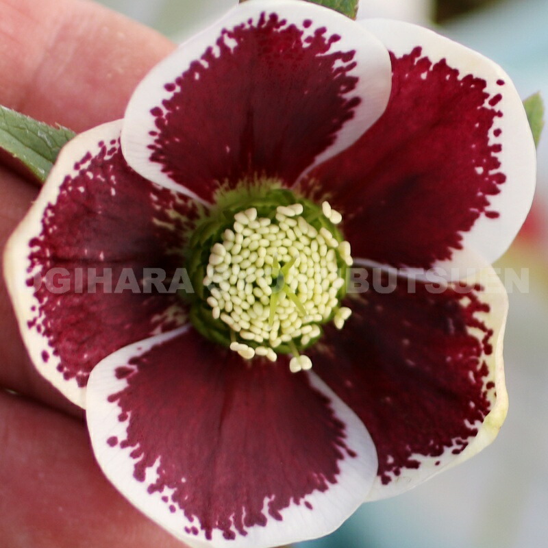 楽天市場】クリスマスローズ ホワイト ブロッチ系（シングル）大苗