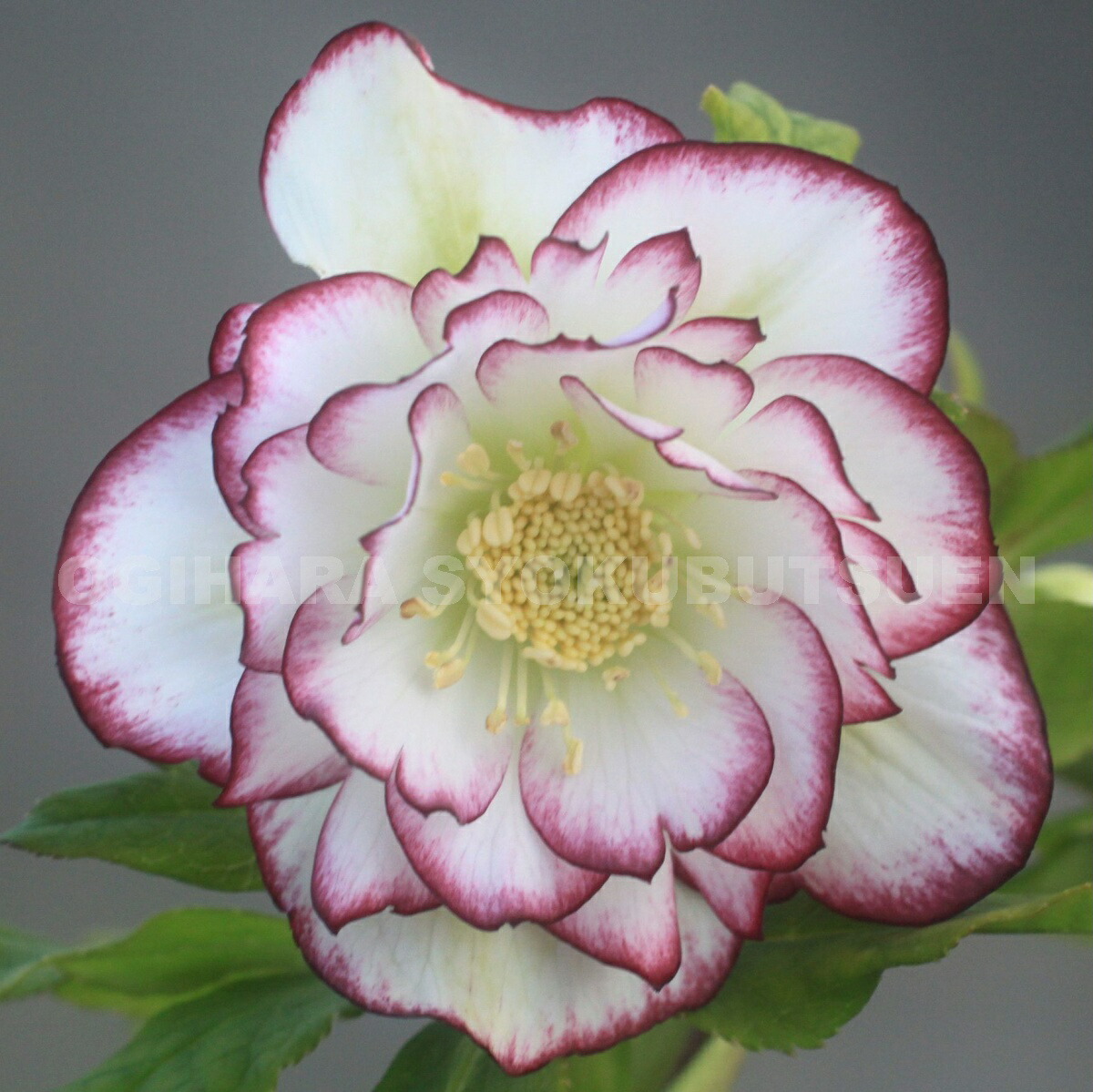 チョラコ☆様ご購入苗㉖-245㉖-268クリスマスローズ かぁむぅ様ご購入