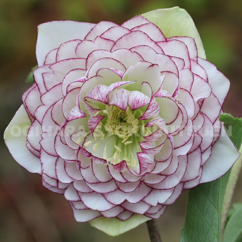 楽天市場】クリスマスローズ 多弁ダブル ホワイト ピコティ系 大苗