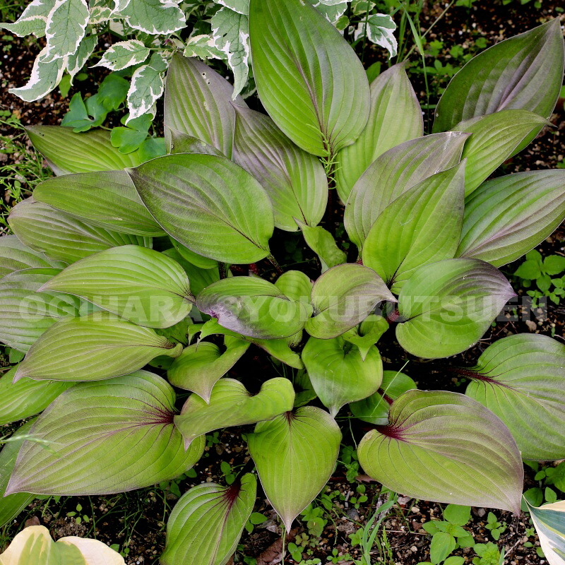 ギボウシ図鑑 日本ギボウシ協会編 誠文堂 新光社 マニア必見 ぎぼうし