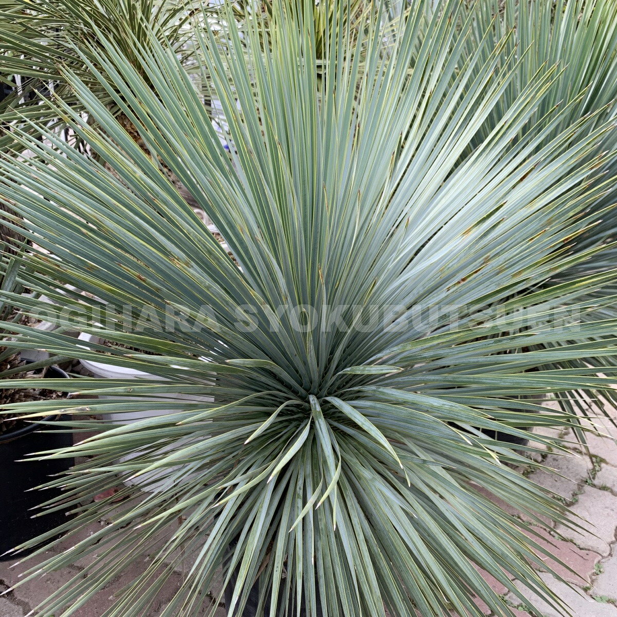 楽天市場】ユッカ ロストラータ 'サファイヤ スカイズ' : おぎはら植物園