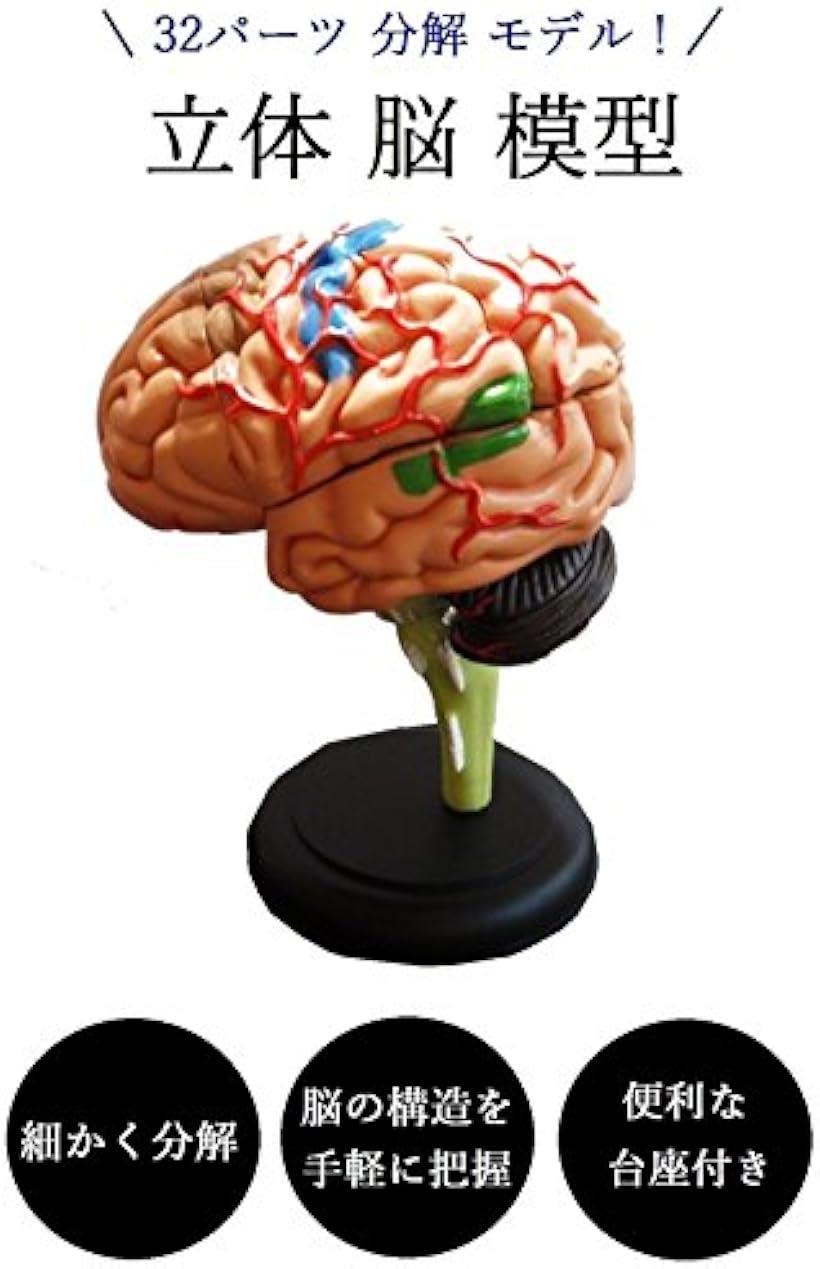 楽天市場】脳 模型 32パーツ 分解 モデル 人体模型 立体 脳みそ リアル