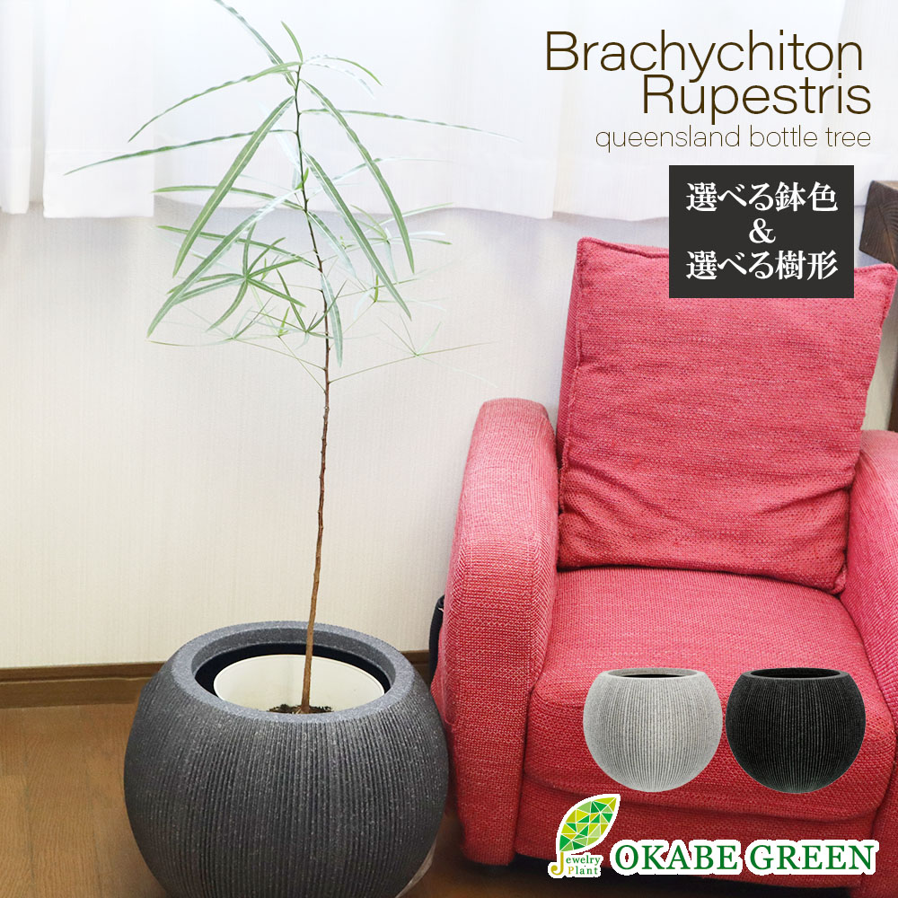 楽天市場】観葉植物 大型 ブラキキトン ボトルツリー 7号 選べる樹形