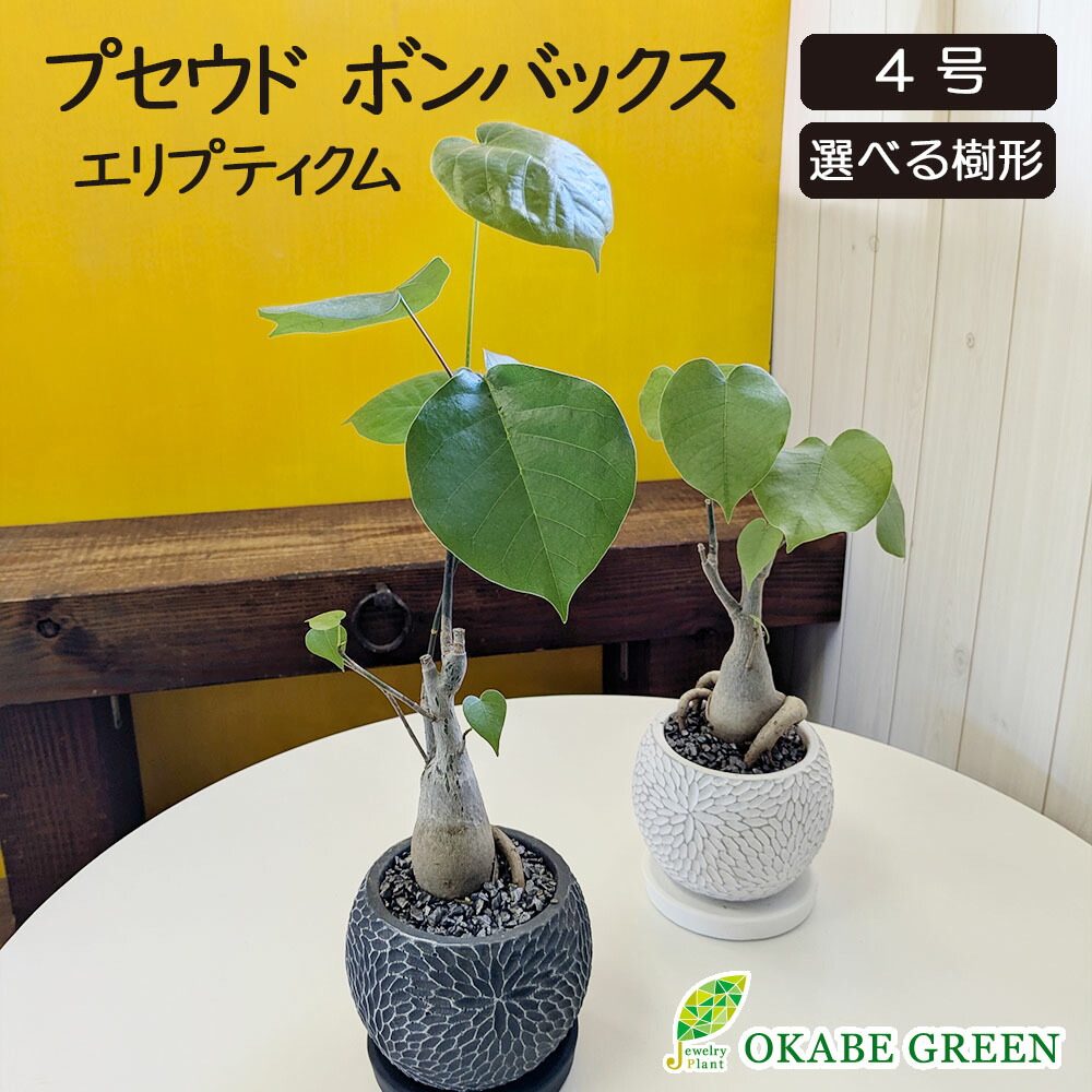 楽天市場】観葉植物 プセウド ボンバックス エリプティクム 4号 選べる
