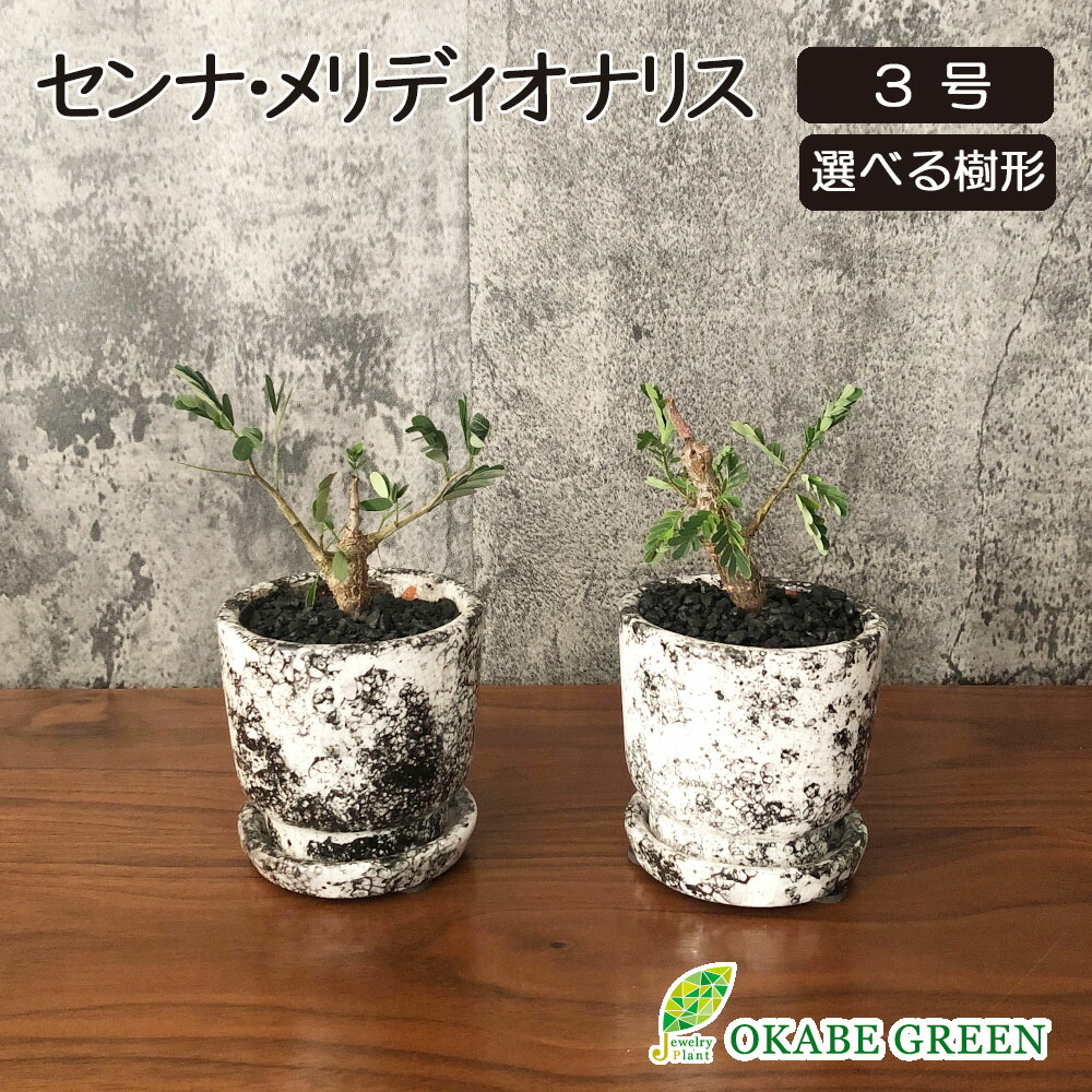 楽天市場】塊根植物 希少の通販