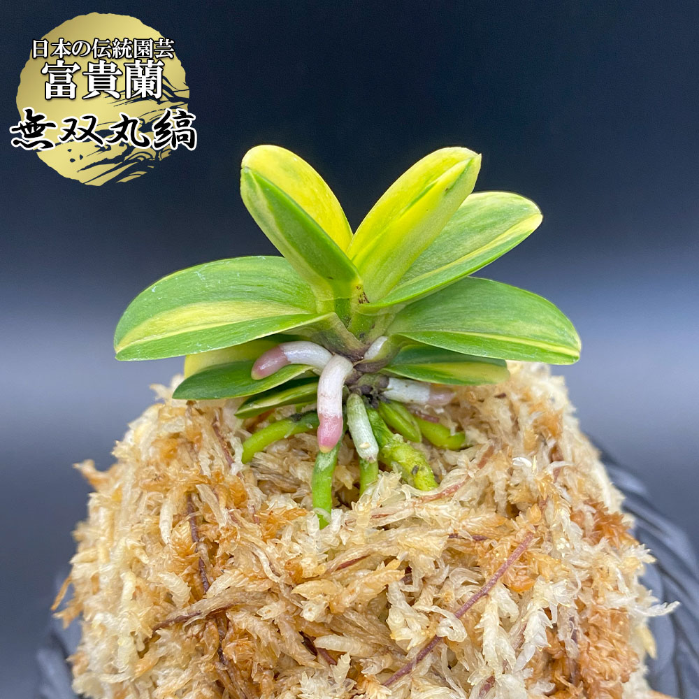 楽天市場】富貴蘭 無双丸縞 豆葉 【現品】 むそうまるしま 1本立 T712