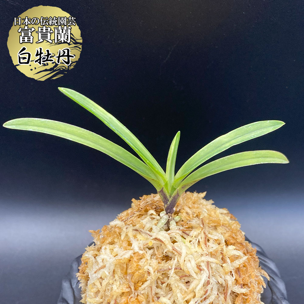 楽天市場】富貴蘭 白牡丹 【現品】 はくぼたん 1本立 T716 フウキラン