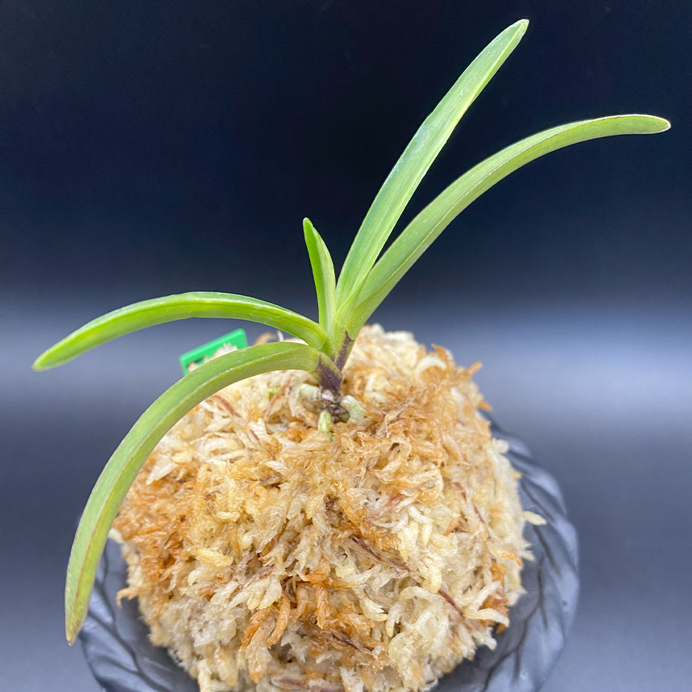 楽天市場】富貴蘭 白牡丹 【現品】 はくぼたん 1本立 T716 フウキラン