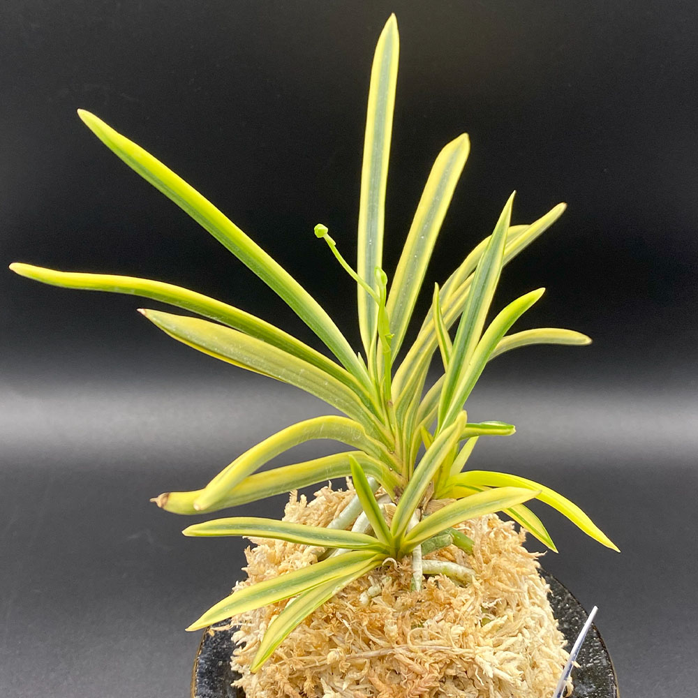 楽天市場】富貴蘭 風蘭 蘭 天恵覆輪 【現品】 てんけいふくりん 4本立