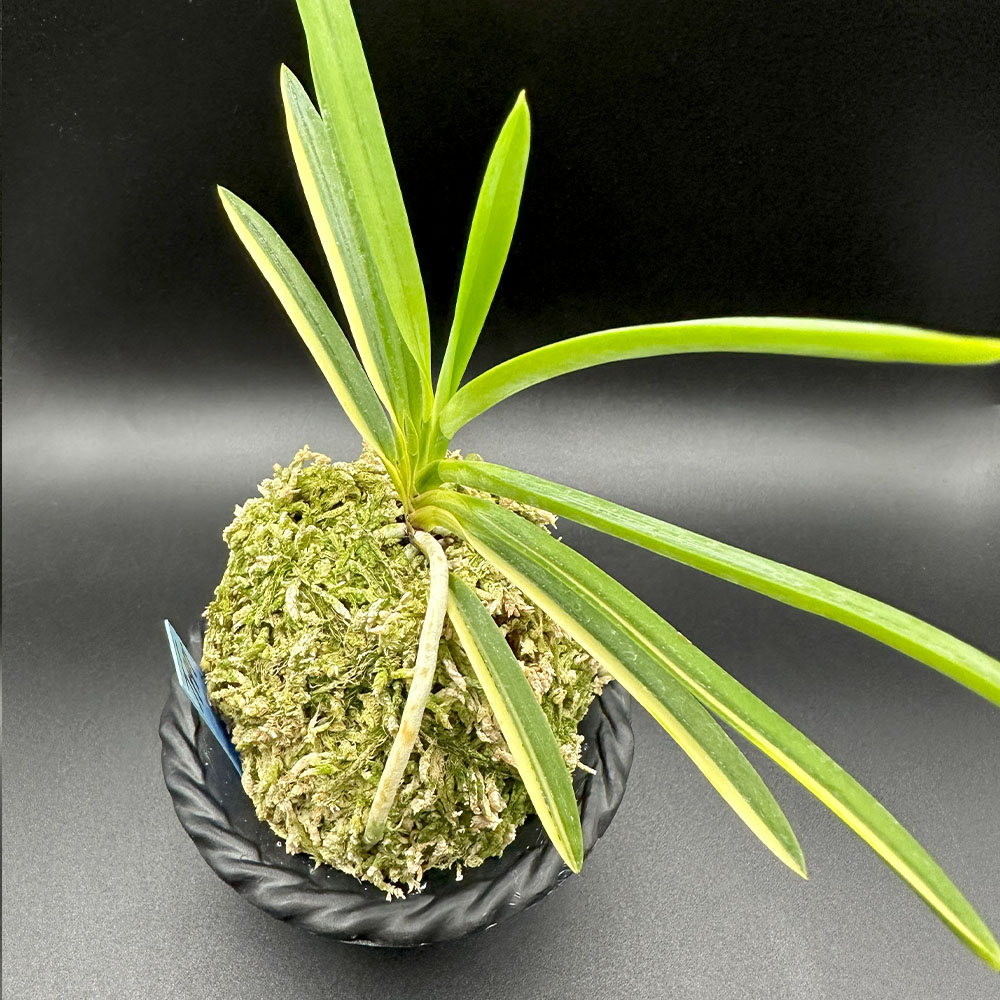 迎春特別出品】富貴蘭「天王羆の縞」 2026年最新】羆 富貴蘭の人気