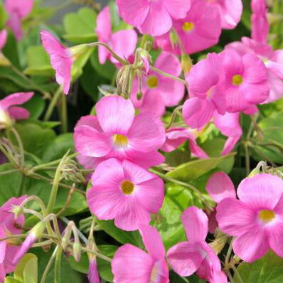 楽天市場】色鮮やかなピンクの花♪オキザリス ボーウィー苗【花苗