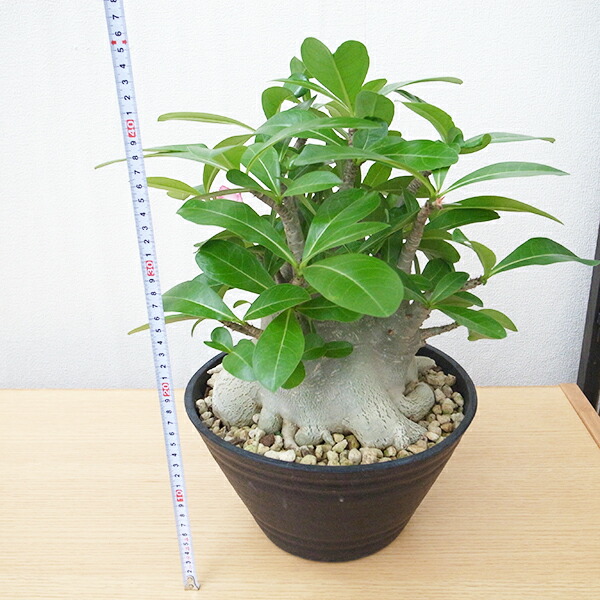 楽天市場】現品1点もの レア品 アデニウム ソコトラナム タコ足極太9号