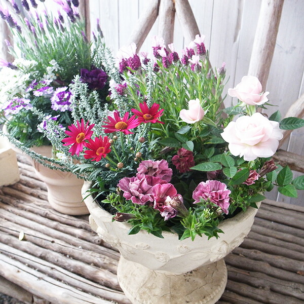 楽天市場】多肉植物 セネシオ マサイノヤジリ 3号サイズ 葉型が面白い