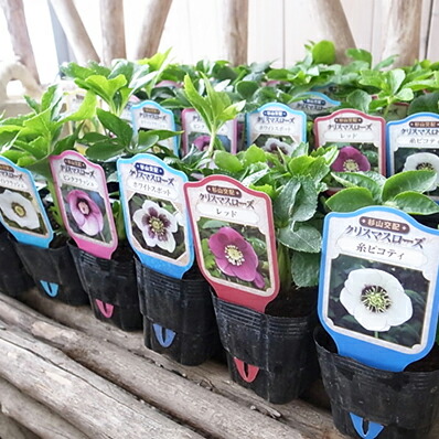 種 クリスマスローズ 苗」の人気商品一覧 | 安い商品を通販サイトから