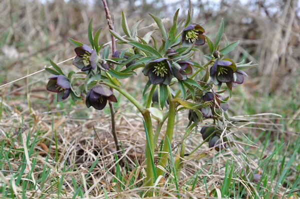 楽天市場】珍しい クリスマスローズ原種 トルクァツス苗/販売/通販