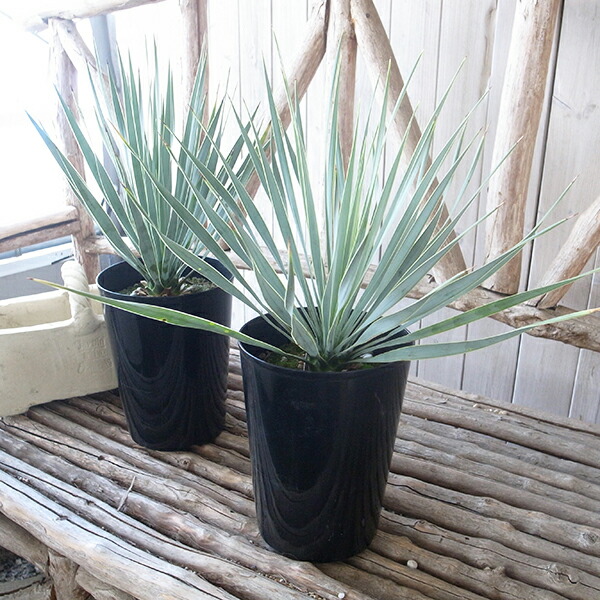 楽天市場】ユッカ ロストラータ 5号鉢 レアな希少種 送料無料 高さ45cm