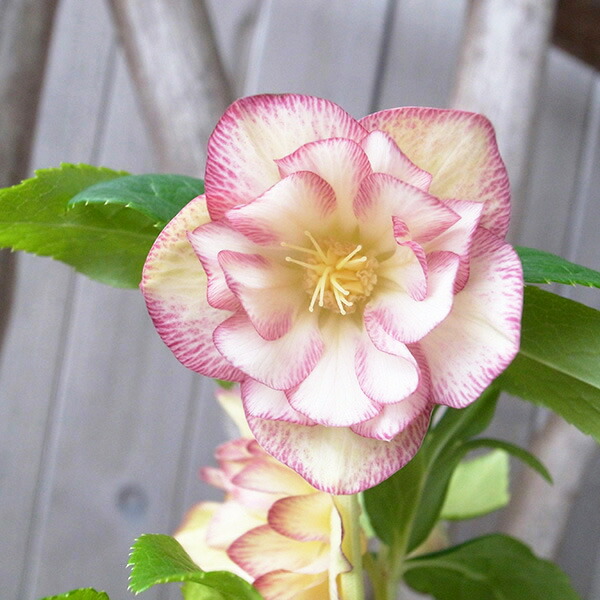 楽天市場】クリスマスローズ ダブル 開花株 ゴールドピンク