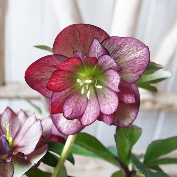 楽天市場】珍しい クリスマスローズ原種 ドゥメトルムダブル苗/販売