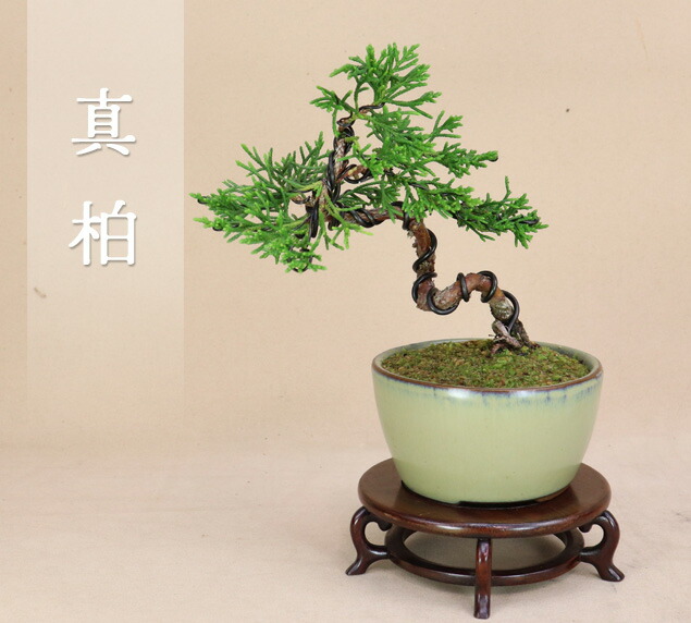 し*ほ様 フォロワー300人記念オークション 真柏 葉性抜群 小品盆栽