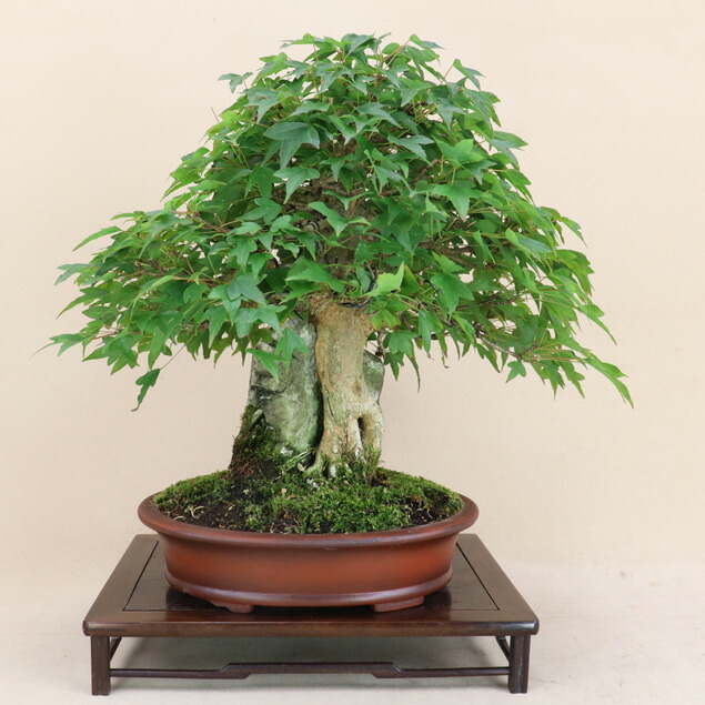 楽天市場】糸魚川真柏 小品盆栽 （いよじ園） : いよじ園 楽天市場店