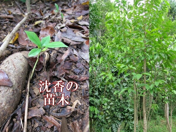 楽天市場】無添加 手作り 高級天然沈香 コーン型 ベトナム産沈香三角お