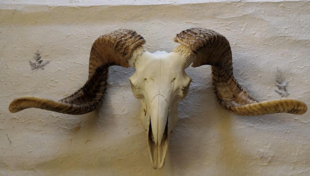 楽天市場】羊頭骨 角 標本 オブジェ 絵のモチーフ 壁掛け トロフィー