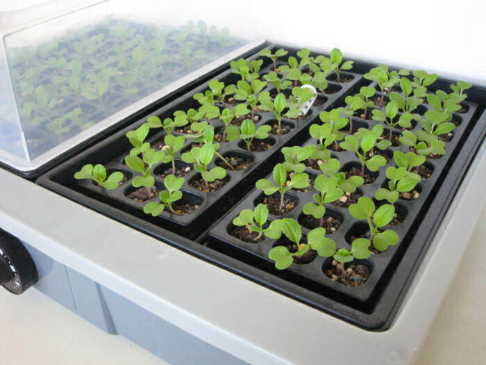 楽天市場】愛・菜・花 PG-10 発芽育苗器 愛菜花(あいさいか