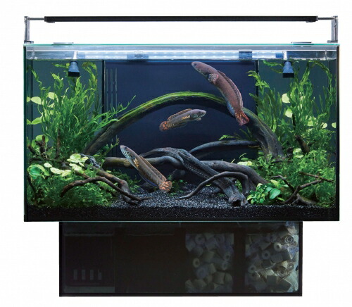 楽天市場】GEX グラステリア アグス AGS OF-450オーバーフロー水槽