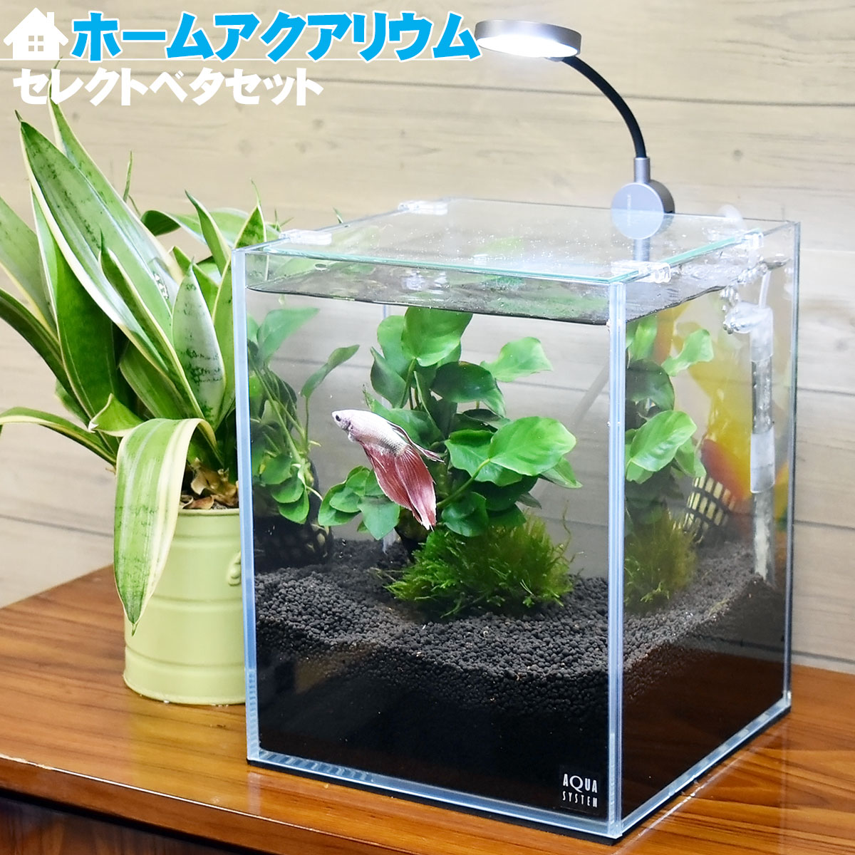 楽天市場】初心者の方必見！ ホームアクアリウムオールセット【20×20