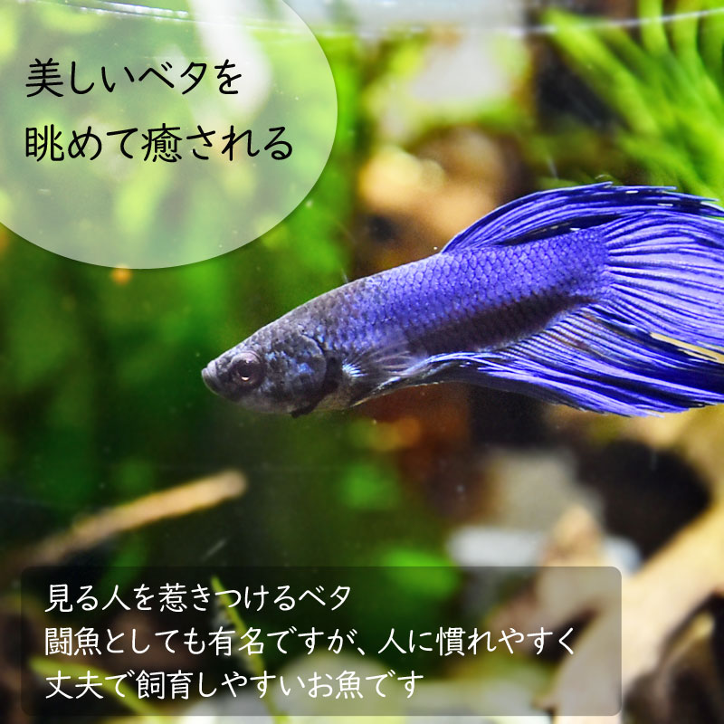 楽天市場】水槽 ホームアクアリウムオールセット 簡単 ベタ飼育セット