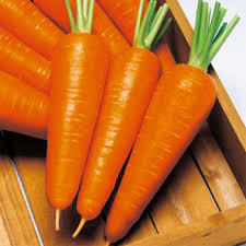 楽天市場】向陽二号 200粒 ニンジン種 コーティング種子 タキイ交配