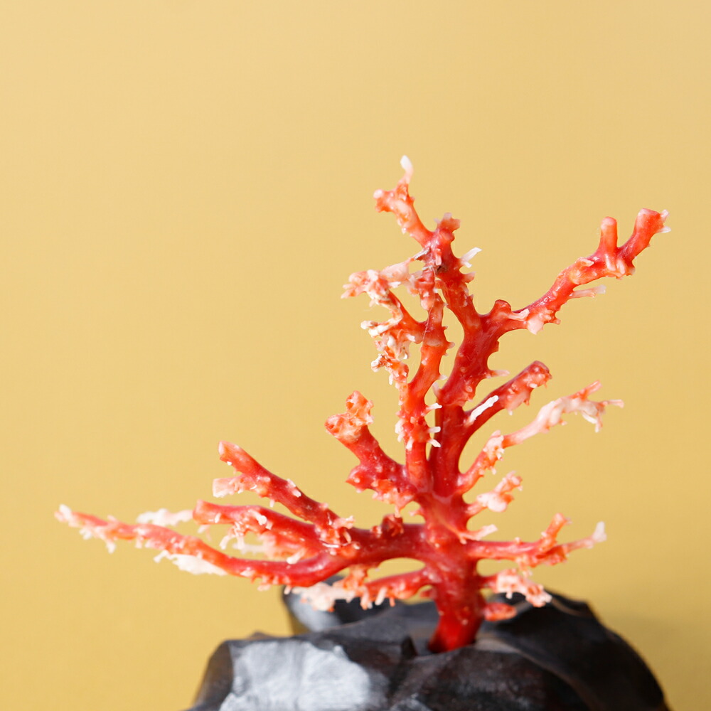 楽天市場】1点物 日本産血赤珊瑚『拝見』 3月 誕生石 珊瑚 置物 還暦祝