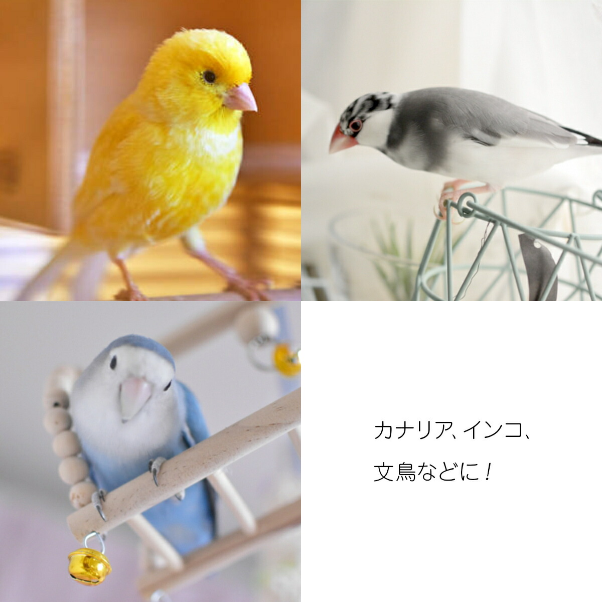 楽天市場】カナリアシード 100g カナリーシード インコ 小鳥
