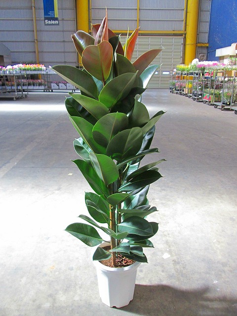 フィカス バーガンディ」の人気商品一覧 | 安い商品を通販サイトから