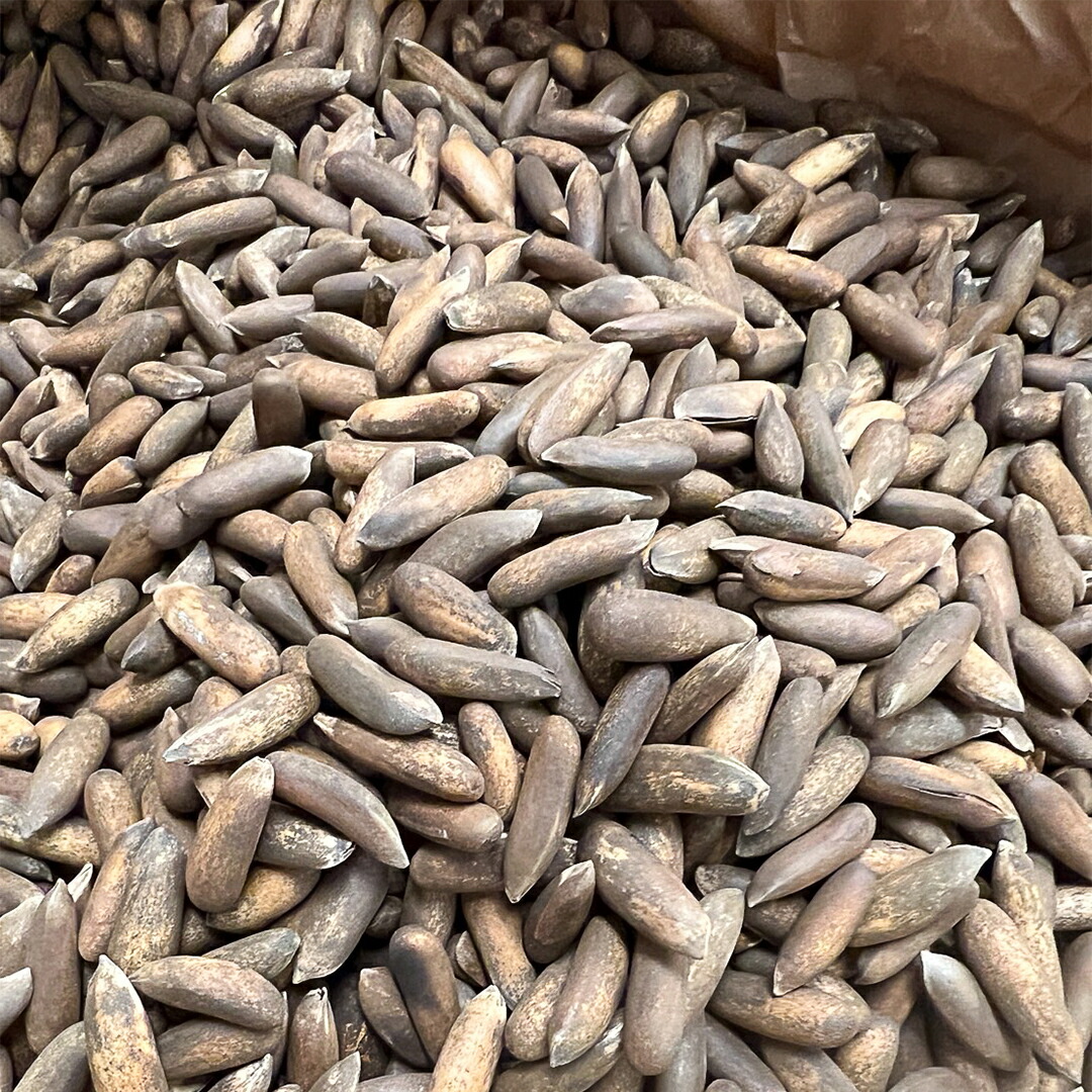 楽天市場】殻付き 松の実 200g : BAHAR 楽天市場店