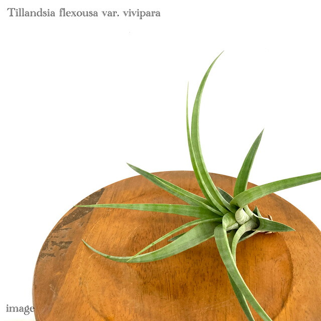 楽天市場】チランジア フレクスオーサ ヴィヴィパラ (エアープランツ