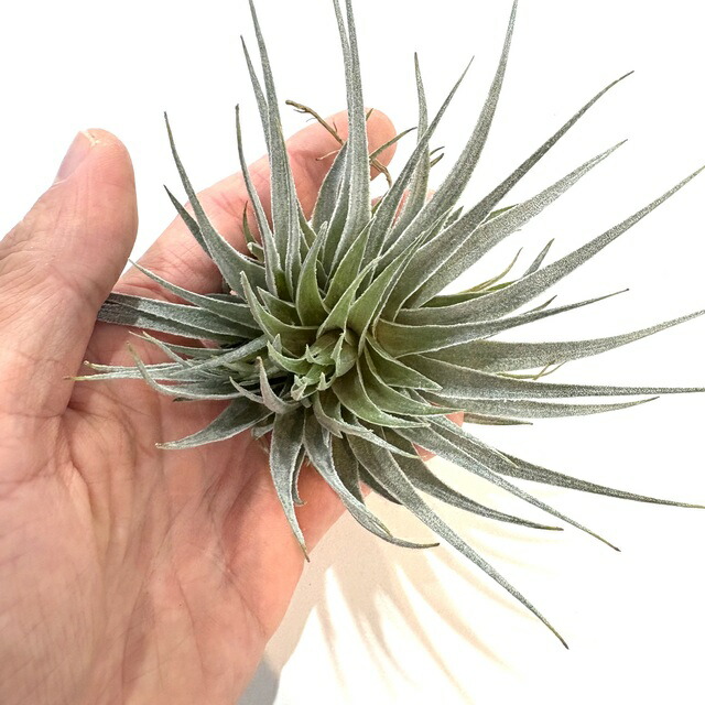 楽天市場】(現品) チランジア ロゼイフローラ (No.22102) (エアー