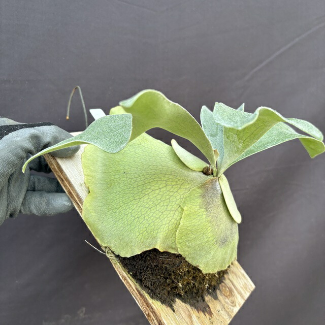 楽天市場】(現品) ビカクシダ ヒリー 'ナンプー' (pup) (No.41031