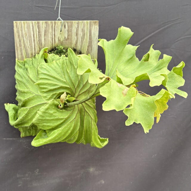 楽天市場】(現品) ビカクシダ リドレイ 'モンキーキング' (TC) (No