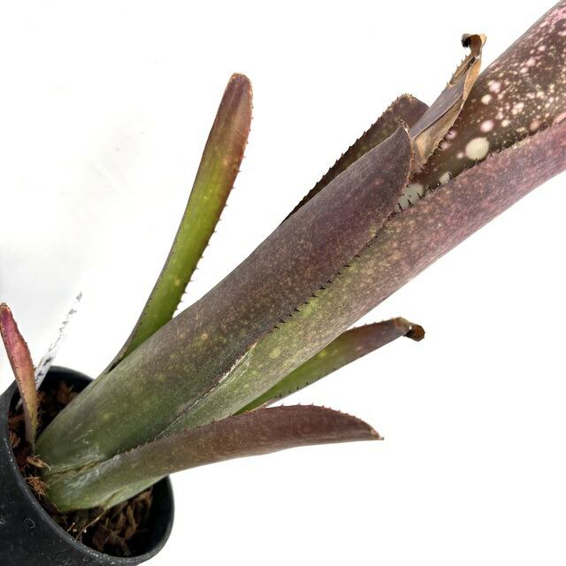 楽天市場】(現品) ビルベルギア 'ディッピンドッツ' (No.62341) (観葉