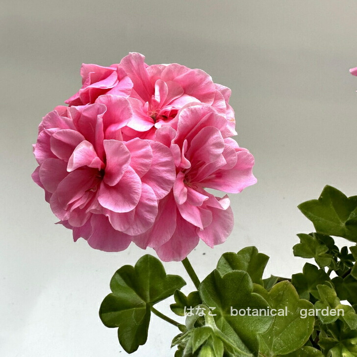 楽天市場】【ゼラニウム 苗】アイビーゼラニウム 大輪八重咲き ピンク