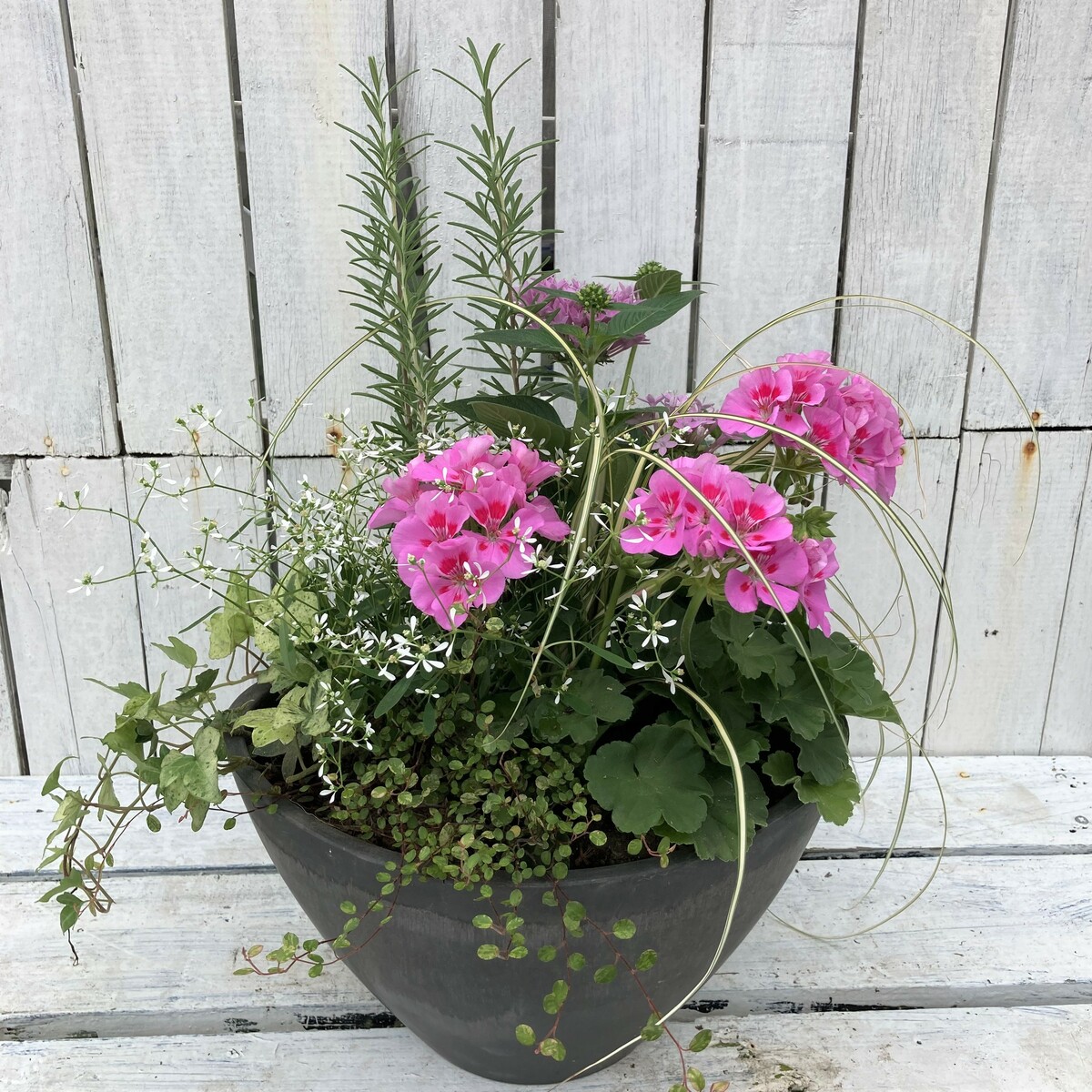 楽天市場】大輪ゼラニウム寄せ植え ゼラニウム 送料無料 玄関 寄贈品