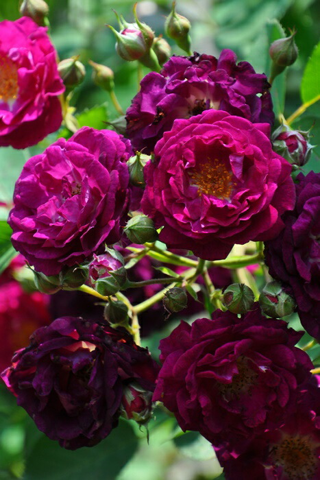 楽天市場】【冬季大苗】バラ苗 アイヴァンホー 国産苗 6号鉢植え品