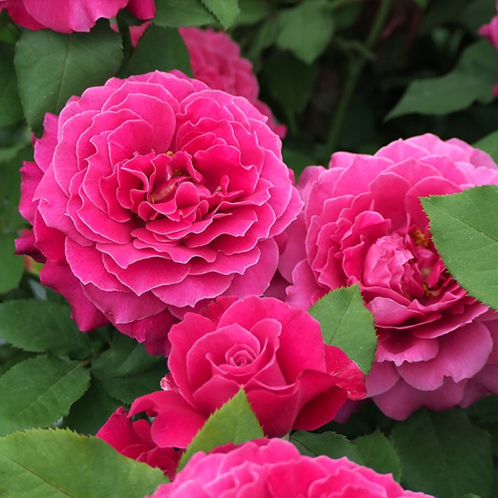 楽天市場】【冬季大苗】バラ苗 レディソウル 国産苗 6号鉢植え品［契約