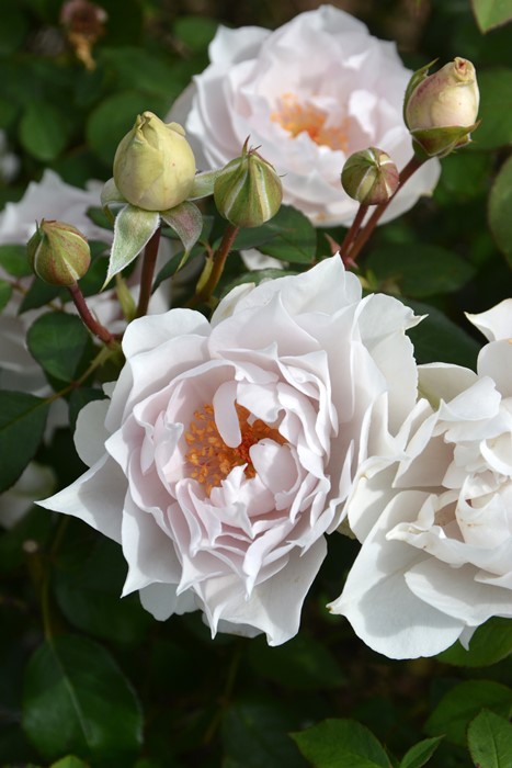 楽天市場】【冬季大苗】バラ苗 ザセレスティアル 国産苗 6号鉢植え品