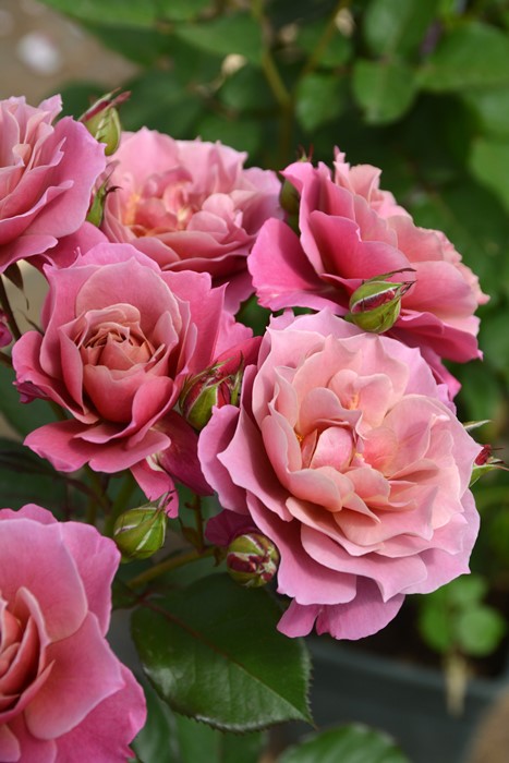 楽天市場】【冬季大苗】バラ苗 あおいのうえ【葵の上】 国産苗 6号